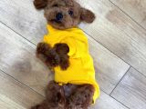 orjınal baby face yüze sahip poodle