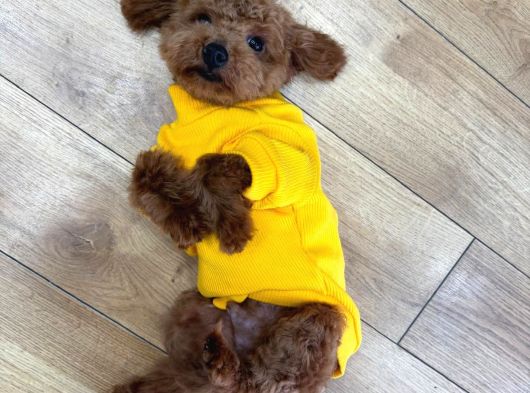 Orjınal Baby Face Yüze Sahip Poodle