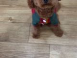 Orjınal Baby Face Yüze Sahip Poodle