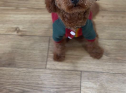 Orjınal Baby Face Yüze Sahip Poodle görsel