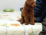 Poodle Kızımız Hazır