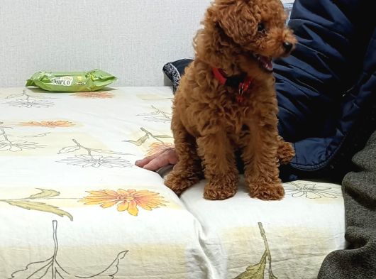 Poodle Kızımız Hazır görsel