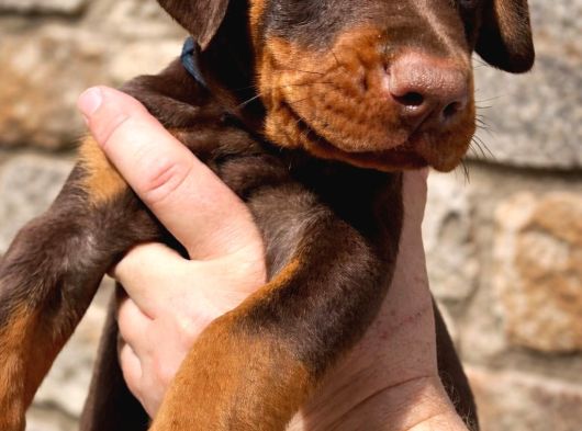 45 Günlük Kızıl Dobermanlarım görsel