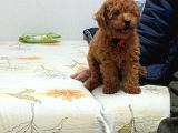 Poodle Kızımız Hazır