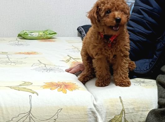 Poodle Kızımız Hazır görsel