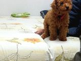 Poodle Kızımız Hazır