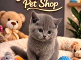 A Kali British Shorthair Yavrularımız