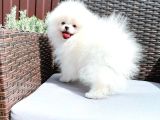 Pomerani̇an Boo Yavrulari