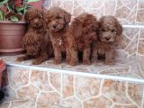 EV ÜRETİMİ KIVIR KIVIR POODLE BEBEKLERİMİZ