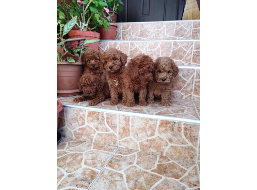 Ev Üreti̇mi̇ Kivir Kivir Poodle Bebekleri̇mi̇z