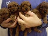 Safkan Red Brown Toy  Kore Poodle Yavrular - Üst Kalite