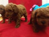 Safkan Red Brown Toy  Kore Poodle Yavrular - Üst Kalite