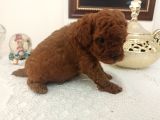 Safkan Red Brown Toy  Kore Poodle Yavrular - Üst Kalite