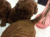 Safkan Red Brown Toy  Kore Poodle Yavrular - Üst Kalite