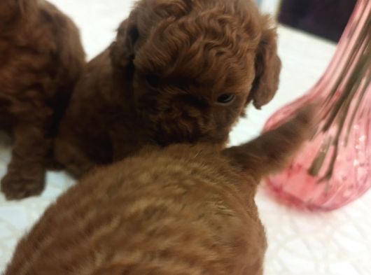Safkan Red Brown Toy  Kore Poodle Yavrular - Üst Kalite görsel