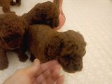 Safkan Red Brown Toy  Kore Poodle Yavrular - Üst Kalite