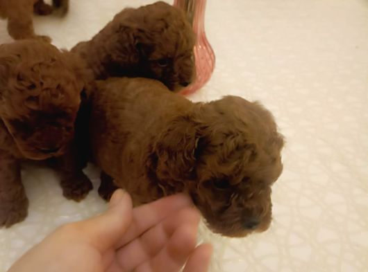 Safkan Red Brown Toy  Kore Poodle Yavrular - Üst Kalite görsel