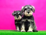Minyatür Schnauzer ırk garantili resmi üreticiden yavrular