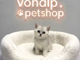 VONALP PET GARANTISIYLE EFSANE GÜZELLİKTE BRİTİSH SHORTHAİR