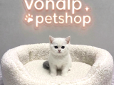 VONALP PET GARANTISIYLE EFSANE GÜZELLİKTE BRİTİSH SHORTHAİR