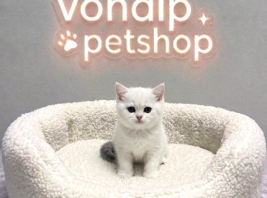 Vonalp Pet Garantisiyle Efsane Güzelli̇kte Bri̇ti̇sh Shorthai̇r