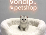 VONALP PET GARANTISIYLE EFSANE GÜZELLİKTE BRİTİSH SHORTHAİR