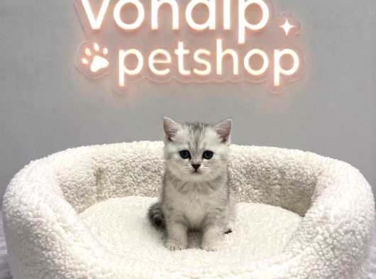 Vonalp Pet Garantisiyle Efsane Güzelli̇kte Bri̇ti̇sh Shorthai̇r