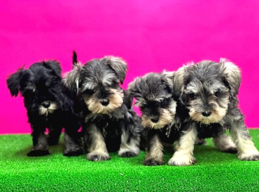 Minyatür Schnauzer Irk Garantili Resmi Üreticiden Yavrular görsel