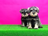 Minyatür Schnauzer Irk Garantili Resmi Üreticiden Yavrular