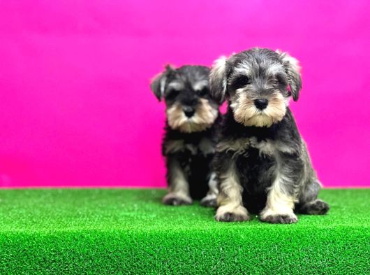 Minyatür Schnauzer Irk Garantili Resmi Üreticiden Yavrular görsel
