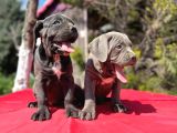 Dev ırk yakın koruma cane corso yavrularımız