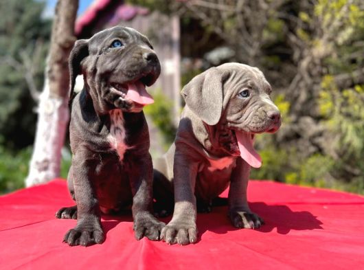 Dev Irk Yakın Koruma Cane Corso Yavrularımız
