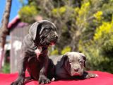 Dev Irk Yakın Koruma Cane Corso Yavrularımız
