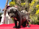 Dev Irk Yakın Koruma Cane Corso Yavrularımız