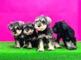 Minyatür Schnauzer Irk Garantili Resmi Üreticiden Yavrular