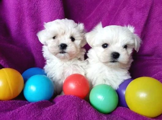 Matese terrier ırkının en özel yavruları