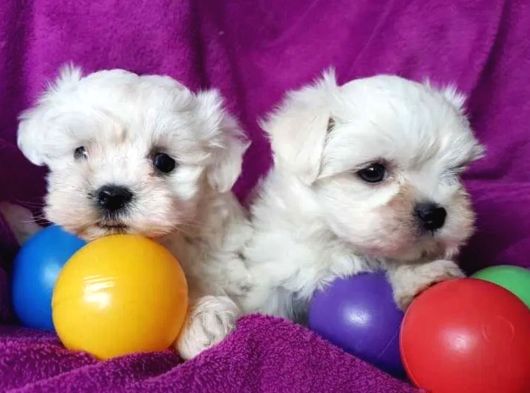 Matese Terrier Irkının En Özel Yavruları görsel