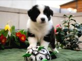 Border collie mükemmel yavrularımız