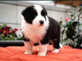 Border Collie Mükemmel Yavrularımız