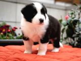 Border Collie Mükemmel Yavrularımız