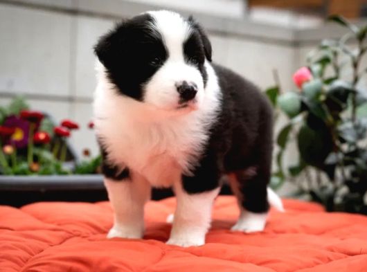 Border Collie Mükemmel Yavrularımız görsel