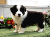 Border Collie Mükemmel Yavrularımız