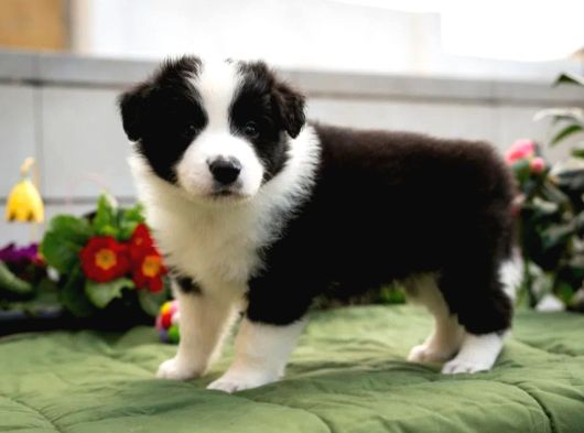 Border Collie Mükemmel Yavrularımız görsel
