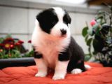 Border Collie Mükemmel Yavrularımız