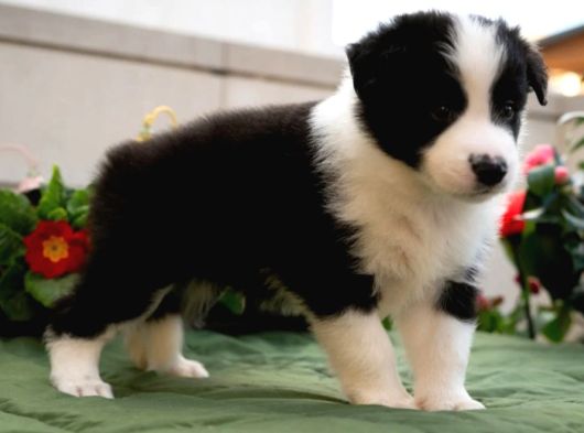 Border Collie Mükemmel Yavrularımız görsel