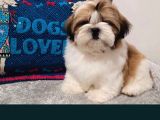 Shihtzu yavrularımız ırkının en iyileri