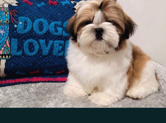 Shihtzu Yavrularımız Irkının En Iyileri