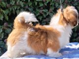 Shihtzu Yavrularımız Irkının En Iyileri