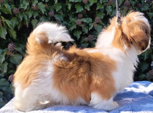 Shihtzu Yavrularımız Irkının En Iyileri görsel