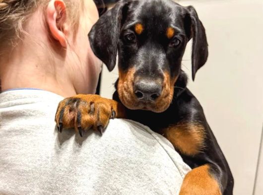 King Boy Irkının En Özel Doberman Yavruları görsel